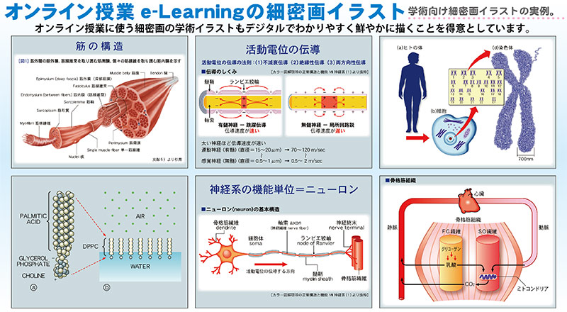 信州大学：Ｅラーニング：医学イラストレーション
